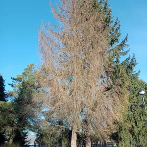 Na Jižních Svazích půjde k zemi třicítka stromů