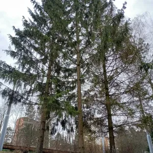 Na Jižních Svazích půjde k zemi třicítka stromů