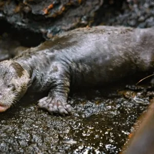 Ve zlínské zoo už můžeme vidět mláďata vyder