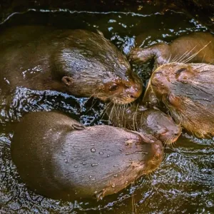 Ve zlínské zoo už můžeme vidět mláďata vyder