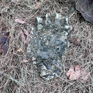 Muž na okraji Zlína potkal medvěda