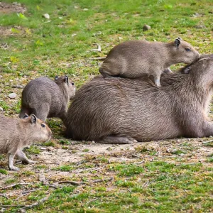 Zlínská zoo odchovala šest kapybar najedou