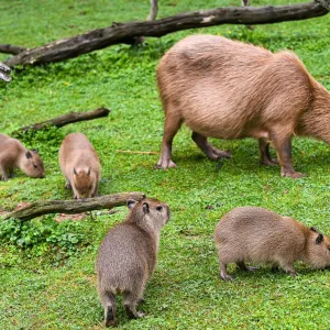Zlínská zoo odchovala šest kapybar najedou