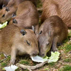 Zlínská zoo odchovala šest kapybar najedou