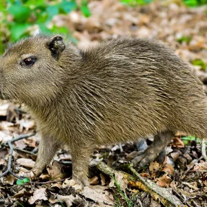 Zlínská zoo odchovala šest kapybar najedou