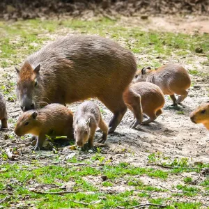 Zlínská zoo odchovala šest kapybar najedou