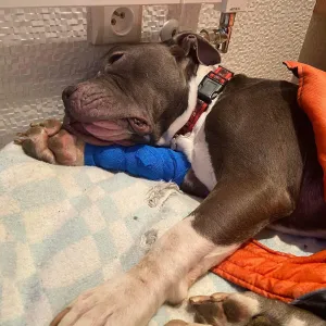 Psa téměř utýral. Soud mu uložil dva roky vězení