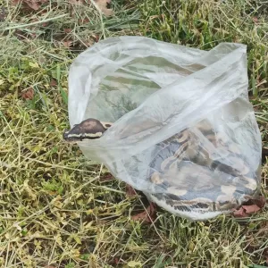 Krajta se vydala na výlet ke hřbitovu v Kloboukách. Není vaše?