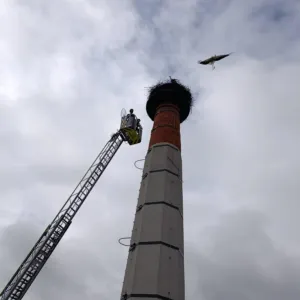 V Holešově zachránili malého čápa, který nemohl vyletět z hnízda