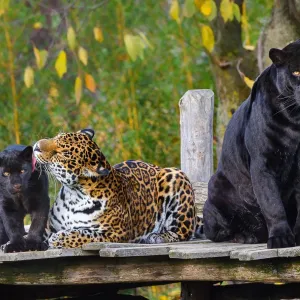 Nej rok v historii! Zlínská zoo válela v návštěvnosti i chovatelství