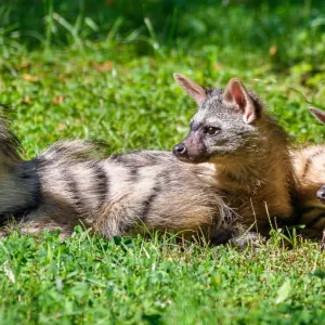 Nej rok v historii! Zlínská zoo válela v návštěvnosti i chovatelství