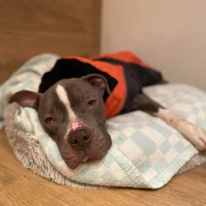 Muž, co v Hradišti téměř utýral psa, se odvolal. Případ probere krajský soud