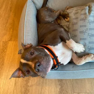 Muž, co v Hradišti téměř utýral psa, se odvolal. Případ probere krajský soud