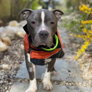 Muž, co v Hradišti téměř utýral psa, se odvolal. Případ probere krajský soud