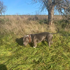 Muž, co v Hradišti téměř utýral psa, se odvolal. Případ probere krajský soud