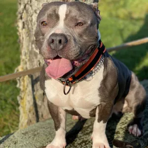 Muž, co v Hradišti téměř utýral psa, se odvolal. Případ probere krajský soud