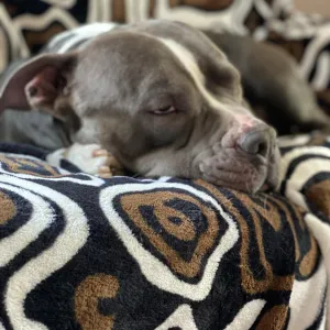 Muž, co v Hradišti téměř utýral psa, se odvolal. Případ probere krajský soud