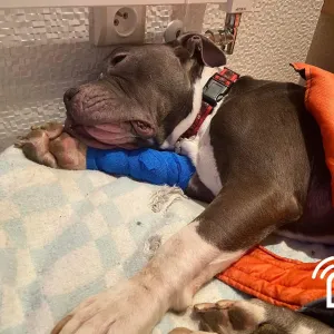 Soud snížil trest za týrání psa v Hradišti. Majitel dostal podmínku