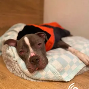 Soud snížil trest za týrání psa v Hradišti. Majitel dostal podmínku