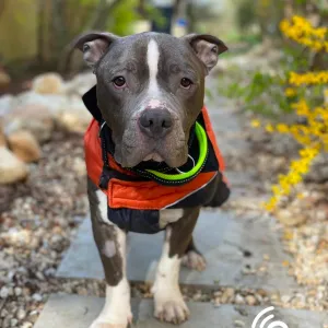 Soud snížil trest za týrání psa v Hradišti. Majitel dostal podmínku