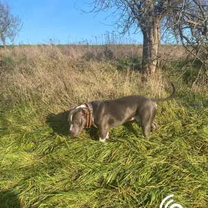 Soud snížil trest za týrání psa v Hradišti. Majitel dostal podmínku