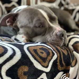 Soud snížil trest za týrání psa v Hradišti. Majitel dostal podmínku