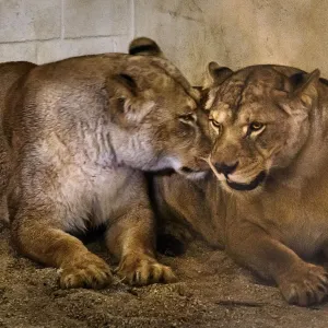 Do zlínské zoo přivezli první zabavené lvice