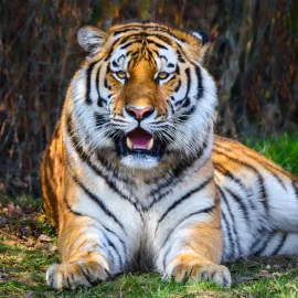 Nový tygr z Německa se ve Zlíně seznamuje s partnerkou