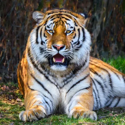 Nový tygr z Německa se ve Zlíně seznamuje s partnerkou