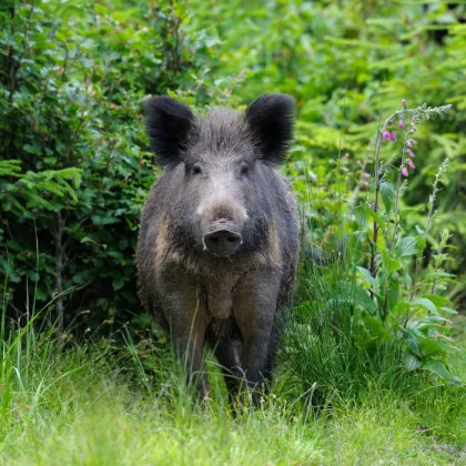 Ženu, kterou ve Zlíně napadla bachyně, propustili z nemocnice