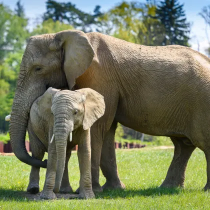Zlínská zoo přišla o další slonici. Kali uhynula po náročné operaci