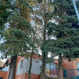 Na Jižních Svazích půjde k zemi třicítka stromů