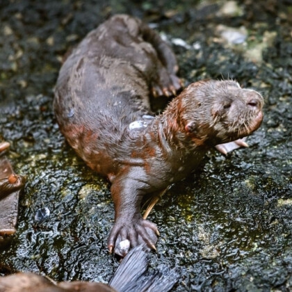 Ve zlínské zoo už můžeme vidět mláďata vyder