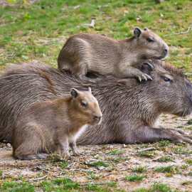 Zlínská zoo odchovala šest kapybar najedou