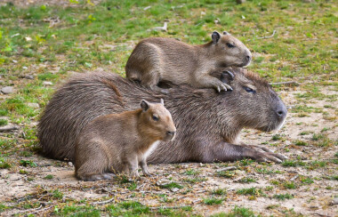 Zlínská zoo odchovala šest kapybar najedou