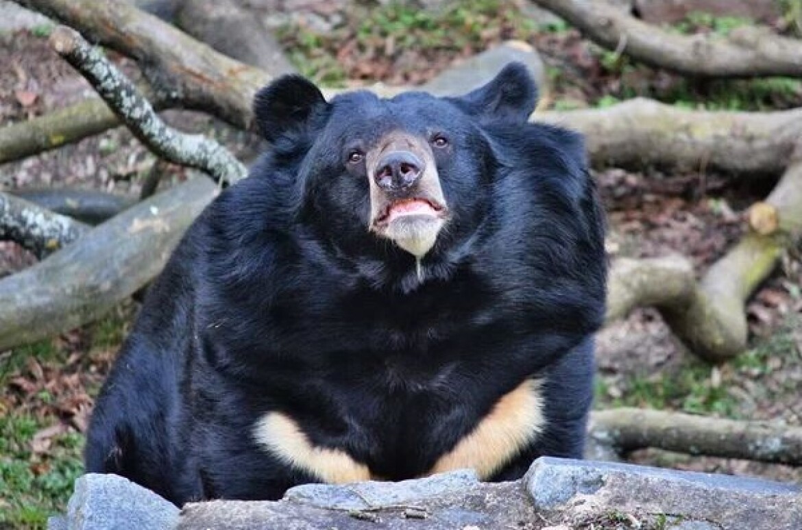 Konopiště přijde o medvěda, zlínská zoo vypověděla dohodu