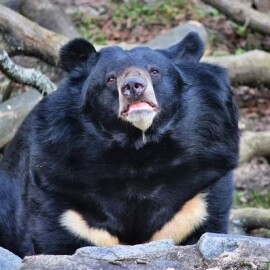 Konopiště přijde o medvěda, zlínská zoo vypověděla dohodu