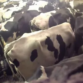 Šílené záběry týrání z kravínů jsou i ze Zlínského kraje