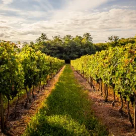 Skvělá zpráva! Vinicím ve Zlínském kraji počasí neublížilo