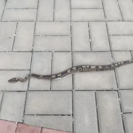 Krajta se vydala na výlet ke hřbitovu v Kloboukách. Není vaše?