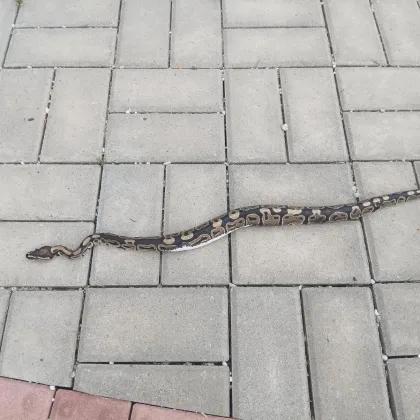 Krajta se vydala na výlet ke hřbitovu v Kloboukách. Není vaše?