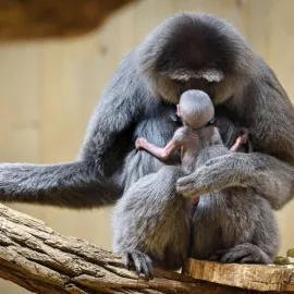 Příměstské tábory ve zlínské zoo se výhledově rozšíří