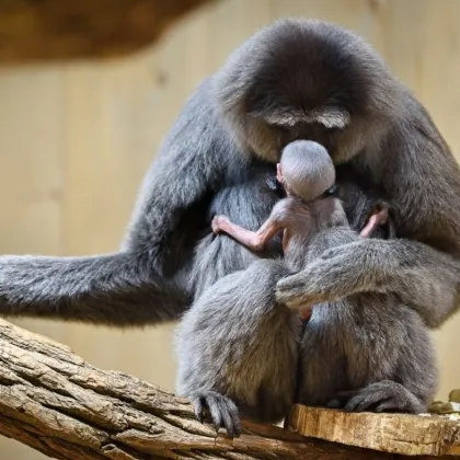Příměstské tábory ve zlínské zoo se výhledově rozšíří