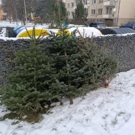 Odstrojit, vyhodit. Svoz stromků ve Zlínském kraji začíná