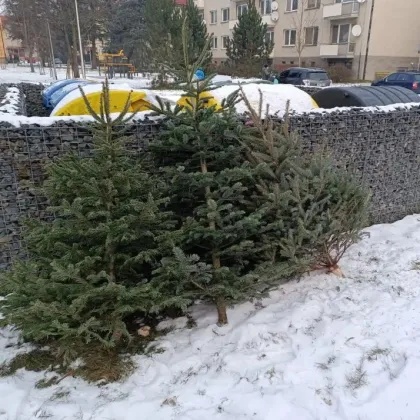 Odstrojit, vyhodit. Svoz stromků ve Zlínském kraji začíná