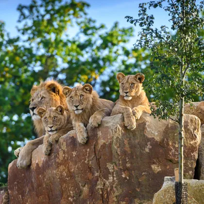 Nej rok v historii! Zlínská zoo válela v návštěvnosti i chovatelství