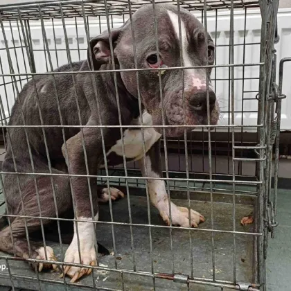 Muž, co v Hradišti téměř utýral psa, se odvolal. Případ probere krajský soud