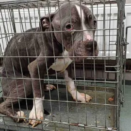 Soud snížil trest za týrání psa v Hradišti. Majitel dostal podmínku