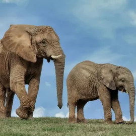 Co o prázdninách? Do zoo za 40 korun nebo na putování vesmírem